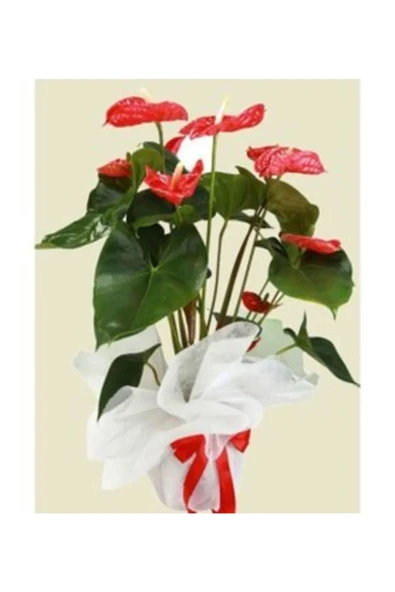 Flamingo Çiçeği Antoryum Anthurium & Kağıt Ambalajlı Saksıda Hediyelik Canlı Çiçek.