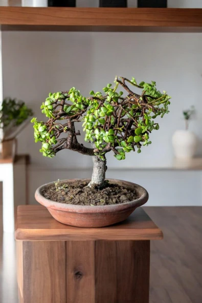 Afra Bonsai Terakota Saksıda  12 Yaş Şans Para Ağacı