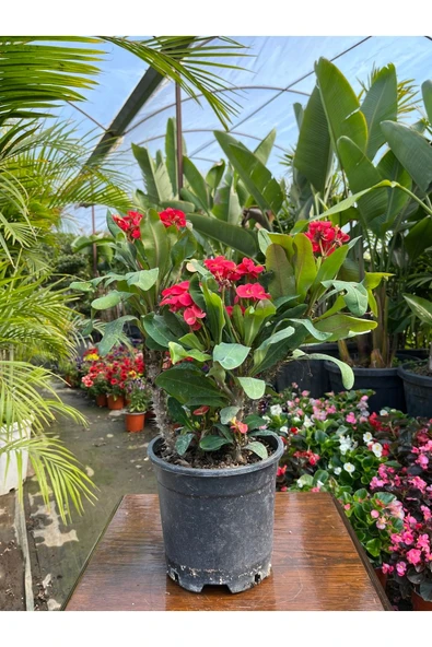 Dikenler Tacı (euphorbia Milli) - Resim 3