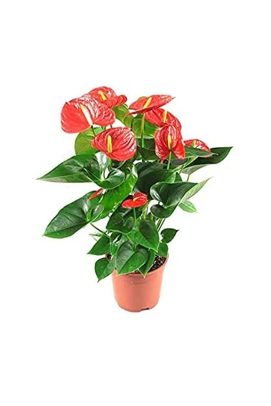 Antoryum Flamingo Çiçeği