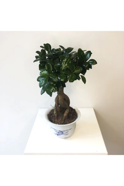 Ficus Bonsai - Ficus Ginseng -Adam Ağaç 30-40 cm Arası