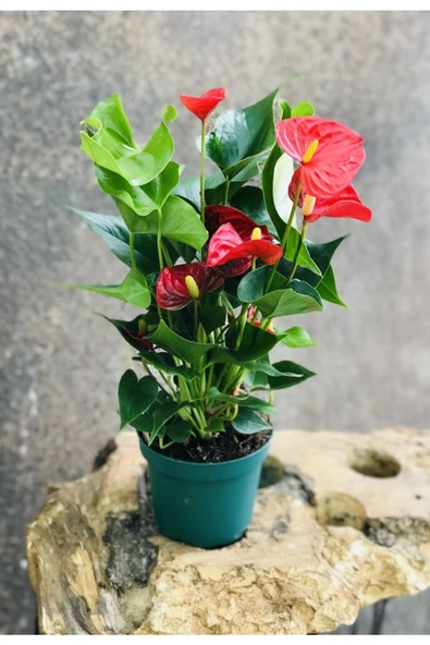 Anthurium Q14, Flamingo Çiçeği, Antoryum