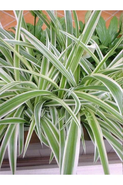 Kurdele Çiçeği (chlorophytum)