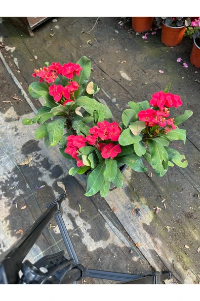 Dikenler Tacı (euphorbia Milli) - Resim 4