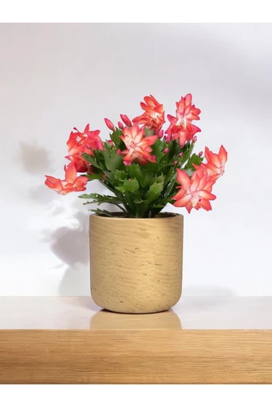 Dekoratif Yılbaşı Çiçeği ( Schlumbergera )