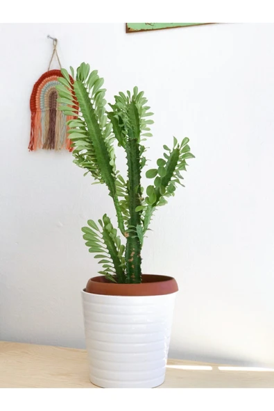 Euphorbia Trigona Süt Ağacı Kaktüs 55-60 Cm