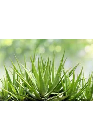 Saksılı Doğal Aloe Vera Fidanı