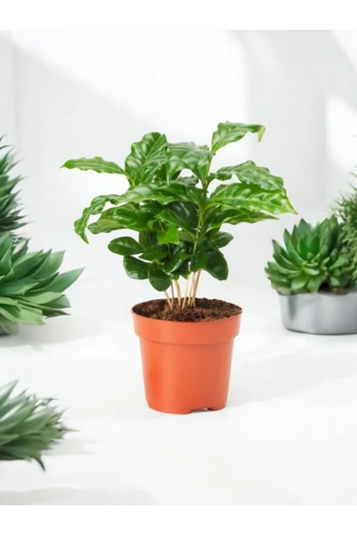 Kahve Çiçeği - Coffea Arabica Kahve Bitkisi - 3
