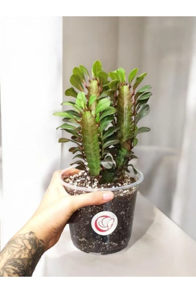 Süt Ağacı Süt Kaktüsü Plastik Saksıda Euphorbia Trigona