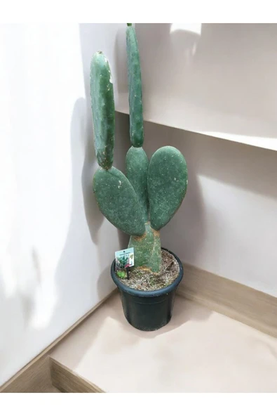 Opuntia Dev Kaktüs 80-100 cm iç mekana uygun