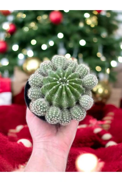 Bol yavrulu Kaynana Topuzu Kaktüsü Echinopsis Oxygona