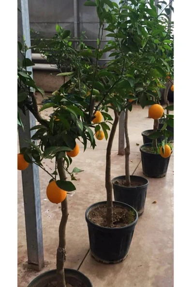 Limon Fidanı