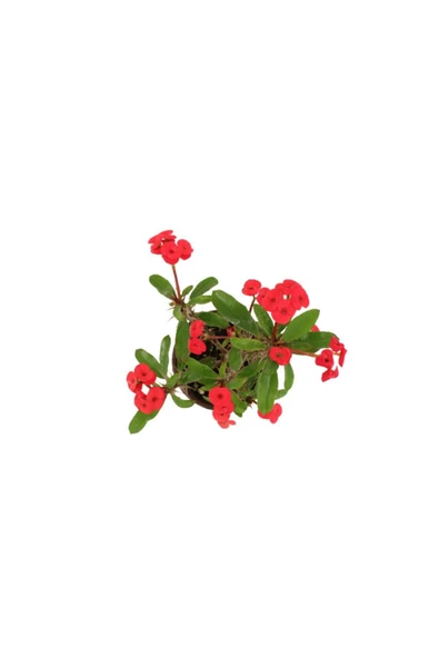 Euphorbia Milli Dikenler Tacı Kırmızı Çiçekli 20cm Iç Mekan Dekoratif Bitki - 4