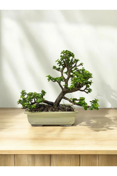 Taş Saksıda Büyük Anaç Para Bonsai üretim saksısında para çiçeği para ağacı