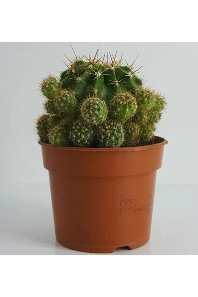 Yavrulu Kaynana Topuzu Kaktüsü Echinopsis Oxygona - 3