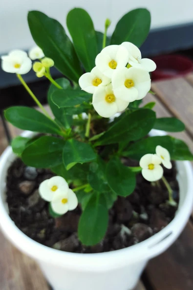 Beyaz Çiçekli Dikenler Tacı (euphorbia Milii)