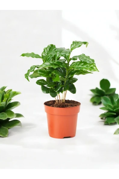 Kahve Çiçeği - Coffea Arabica Kahve Bitkisi - 4
