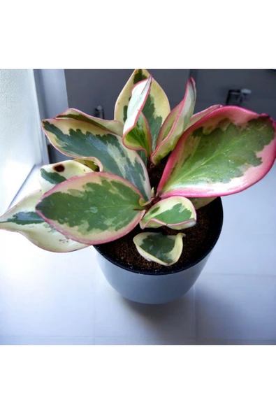 Banyo Bitkisi Peperomia clusifolia Umut Bitkisi