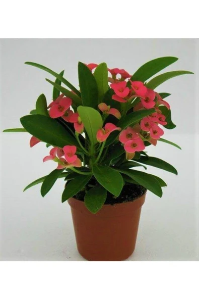 Euphorbia Milii,,dikenler Tacı Pembe Renk Ithal Kaktüs Ev Ofis Iç Mekan Bitkisi 12 Cm Büyük Saksıda