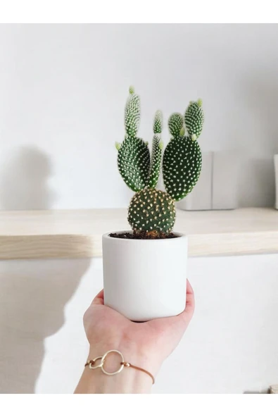 Yeni yıl hediyesi Saksıda Tavşan Kulağı Kaktüs Opuntia