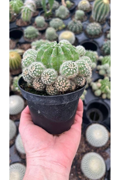 Kaynana Topuzu Kaktüsü Orta Boy Echinopsis Tubiflora - Resim 4