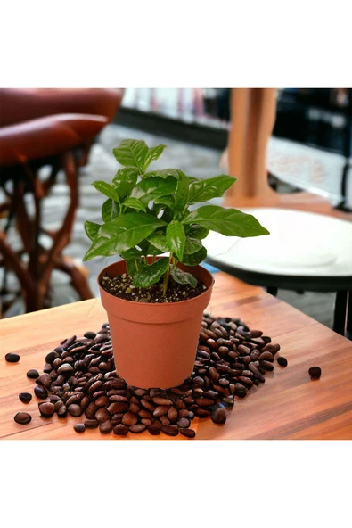 Çok Köklü Kahve Çiçeği - Coffea Arabica Kahve Ağacı - 2