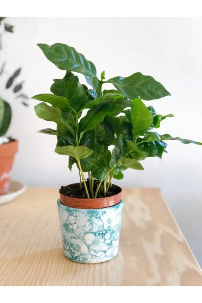 Coffea Arabica Yeşil Kahve Ağacı Çiçeği 15 Cm
