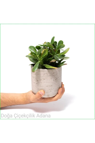 Seramik Saksıda Para Ağacı Bereket Ağacı Crassula Ovata 001