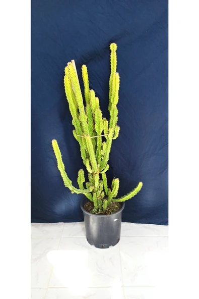 Euphorbia Lactea , Bitki Boyu 100 Cm