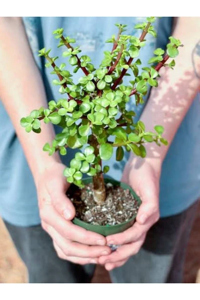 Para Bonsai üretim saksısında para çiçeği para ağacı