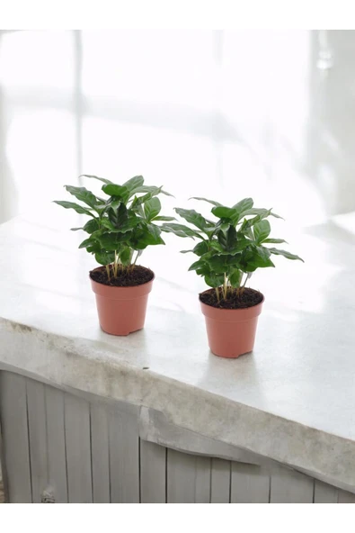 2 adet çok köklü Kahve Çiçeği - Coffea Arabica kahve ağacı