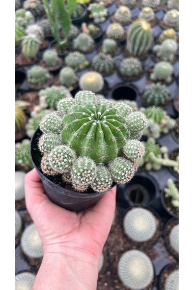 Kaynana Topuzu Kaktüsü Orta Boy Echinopsis Tubiflora - Resim 3