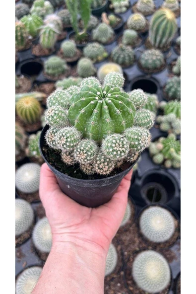 Kaynana Topuzu Kaktüsü Orta Boy Echinopsis Tubiflora - Resim 2
