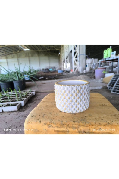 Beton orkide bonsai ve aranjman saksısı