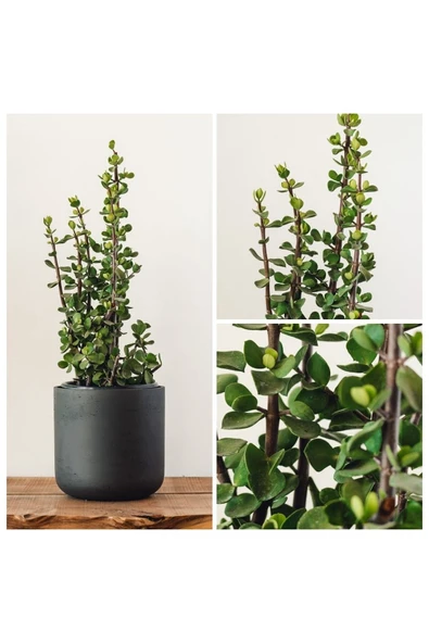 Bonsai Para Ağacı Dekoratif Saksıda Hediyelik - 2