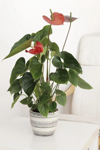 Anthurium Red - Flamingo Çiçeği
