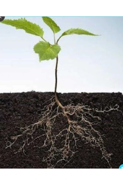 Hobi Bahçe Leonardit - Humik Fulvik Asit - Granül Organik Gübre, Toprak Hazırlığı Tarım Gübre 2 Kg - 3