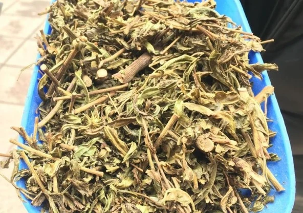 Yapışkan Otu  Andız Otu ( Altın Başak Otu ) 100 Gr