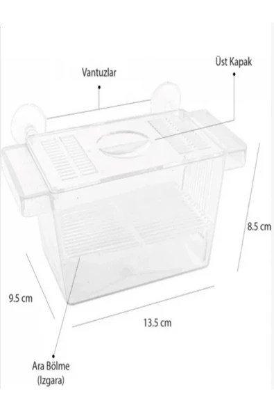 Atlantik Ikili Kristal Balık Yavruluk 14,5 cm x 10 cm