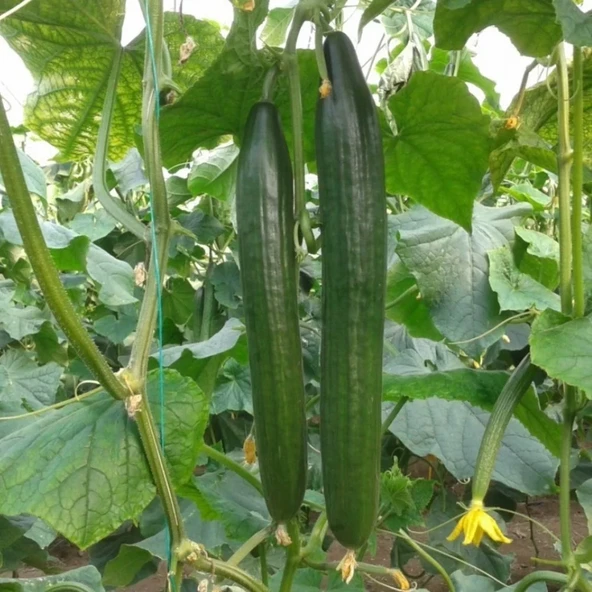 Sırık Langa Salatalık Tohumu 20 Adet Tohum ürün görseli 1