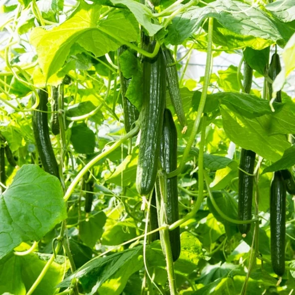 Sırık Langa Salatalık Tohumu 15 Adet Tohum - Resim 4