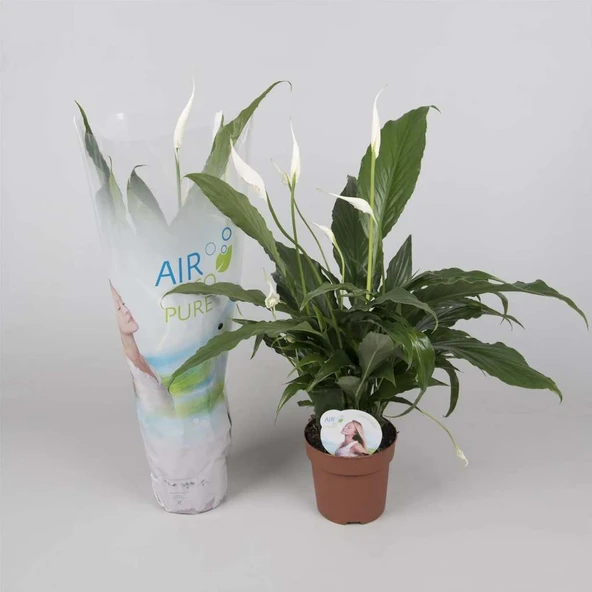 Spathiphyllum - Barış Çiçeği-12 Cm Plastik Saksıda