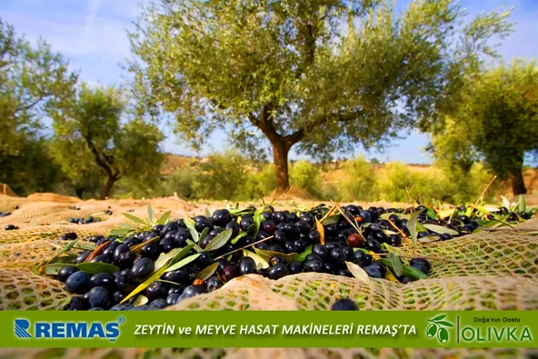 Olivka OLV 3600 Teleskopik Zeytin Silkme Hasat Makinesi - 6