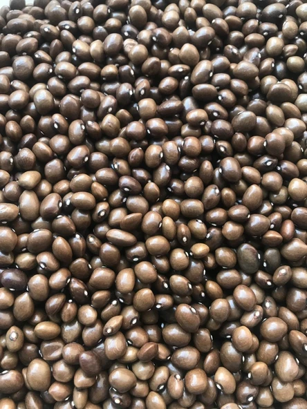 YERLİ BONCUK AYŞE SIRIK FASULYE TOHUMU 500 GR ürün görseli 1