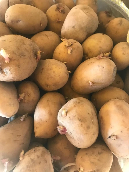 Agria Yerli Tohumluk Patates 25 Kg