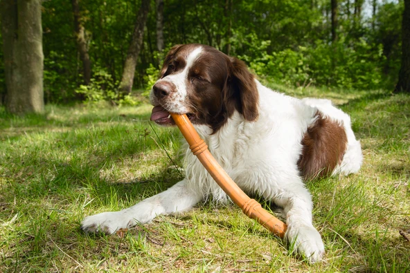 Beeztees Sumo Stıck Dental Oyuncak Turuncu 50x3x3 - Resim 2