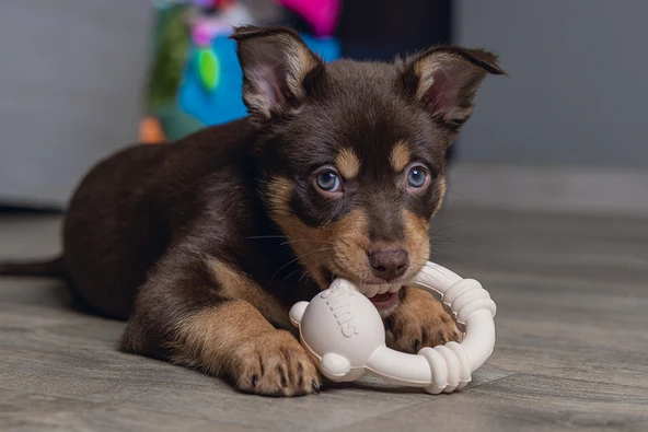 Beeztees Sumo Mını Dental Oyuncak Pembe 9,5x10,5 - Resim 2