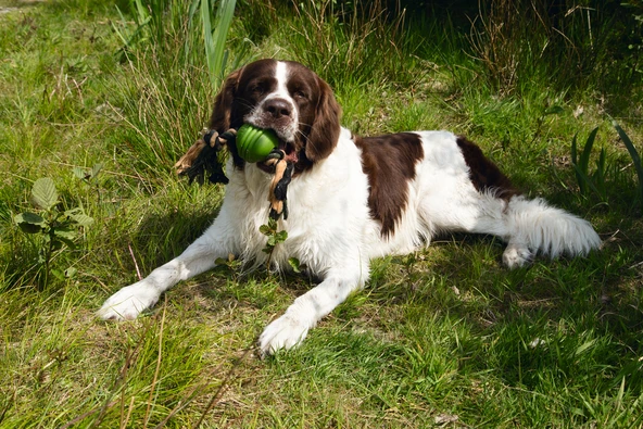 Beeztees İpli Yeşil Top 31,8x7,9x7,9 - Resim 2