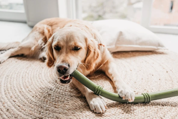 Beeztees Sumo Stıck Dental Oyuncak Yeşil 50x3x3 - Resim 2