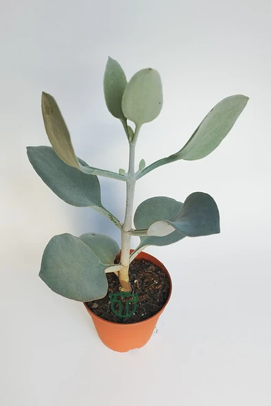 Kalanchoe Bracteata (Hildebrandtii) gümüş kaşık sukulent - 2